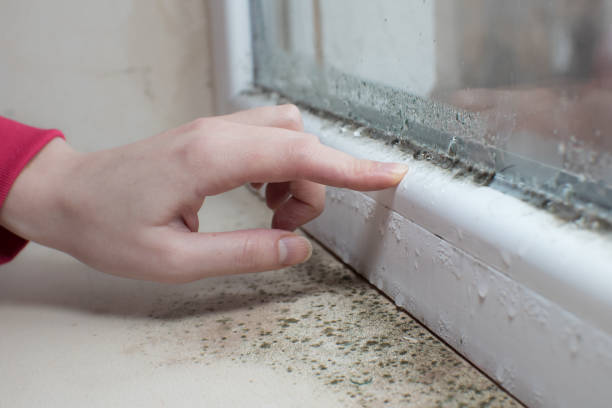  Tigard, OR Mold Removal Pros